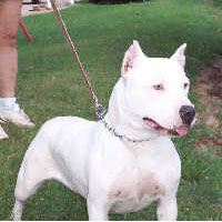 a well breed American Pit Bull Terrier dog